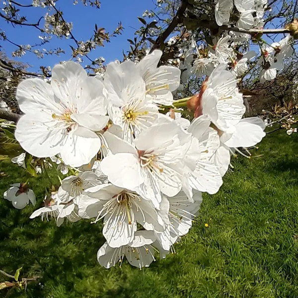 Weisse Kirschblüten vor blauem Himmel