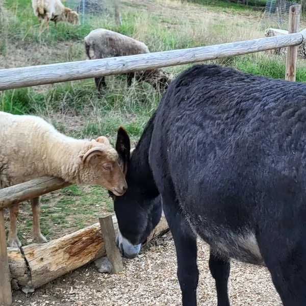 Esel und Schafe fressen an einer Futterraufe