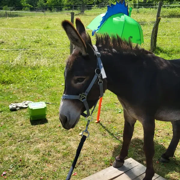 Esel mit Halfter steht auf einem Holzpodest auf der Wiese